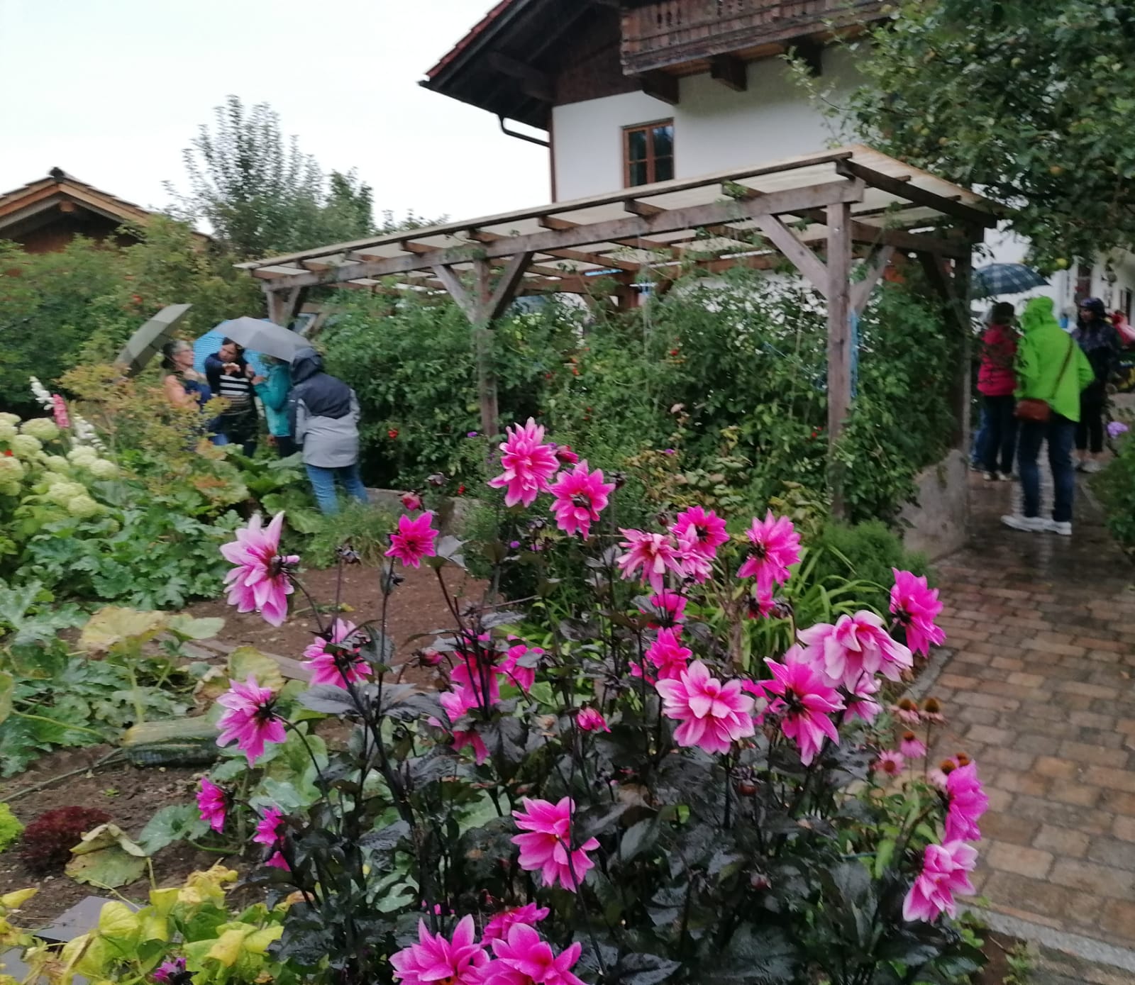 Gartenratsch